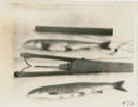 Image of Trout Spear and Trout
